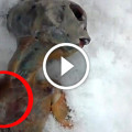 Dead Alien Found In Russia