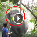 Narrow Escape From Elephant Attack